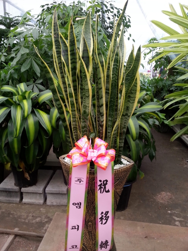 缺 