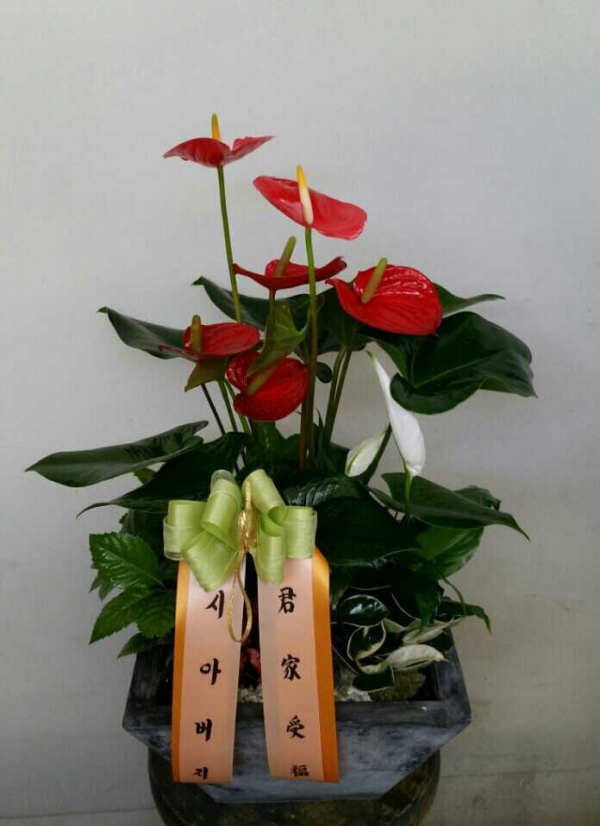 ͸ 