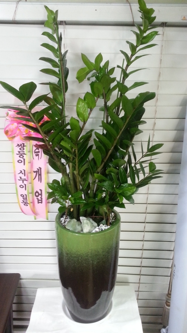 곪 