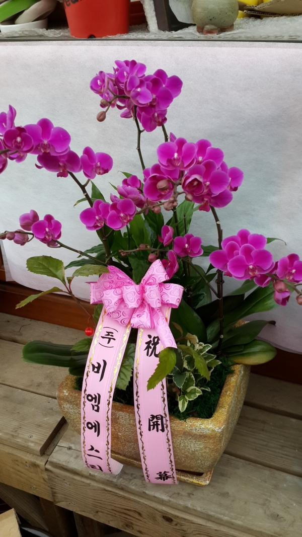 񿥿Ƽ 