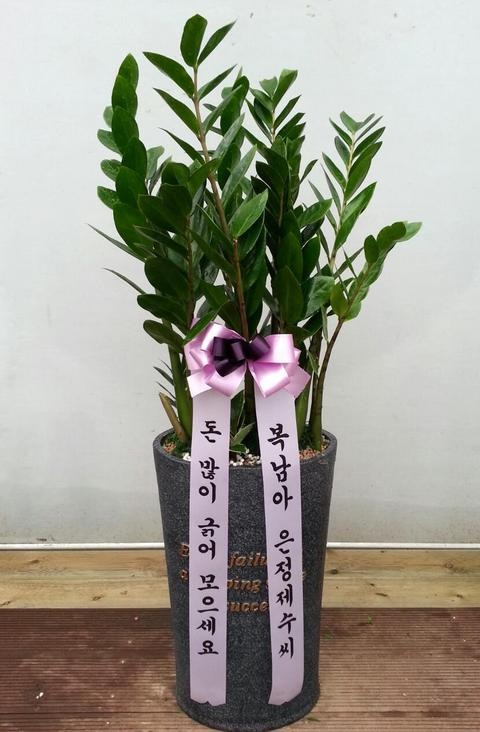 Ŵ뼷 