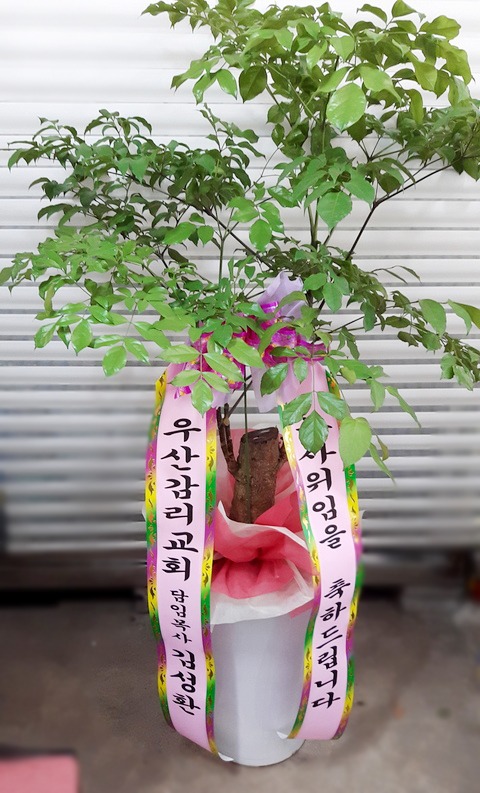 輺ȯ 