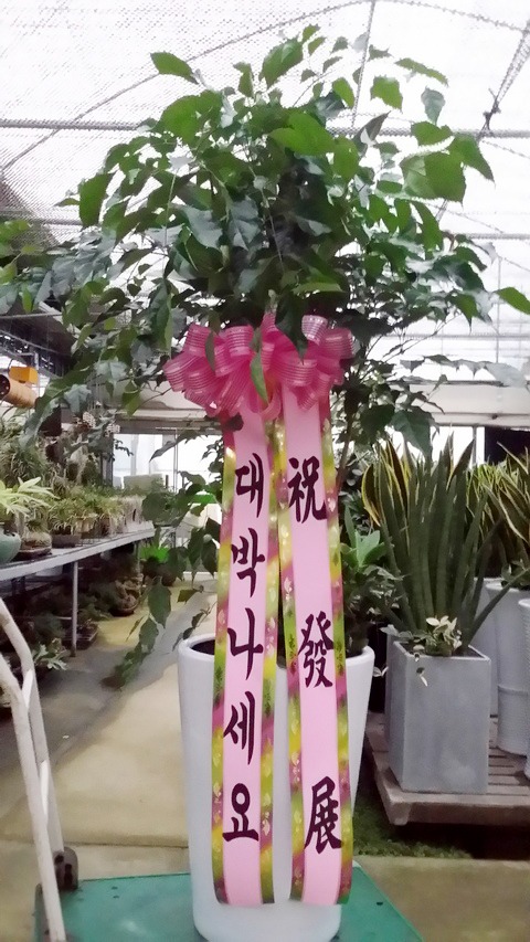 ͸ 