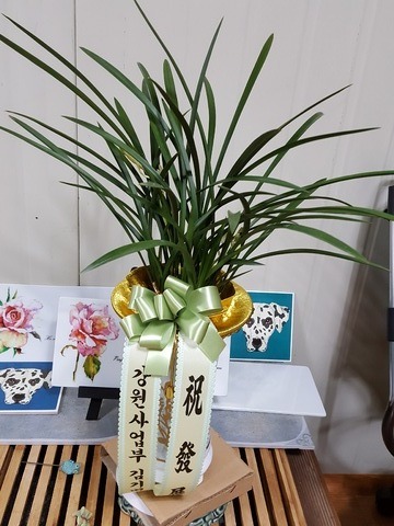 ⺴ 