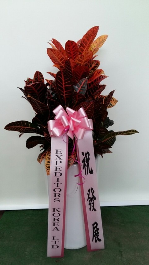EXPEDITORS KOREA LTD 