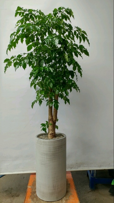 迵 