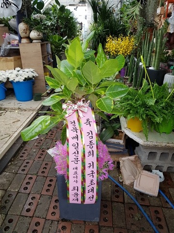 ϸϽŹ 